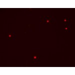 Red live-cell nucleic acid stain (1 ml)