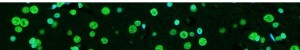 TUNEL Apoptosis Detection Kits