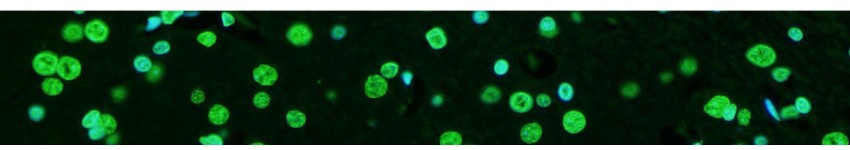 LiFluor™  Fluorescent Dyes