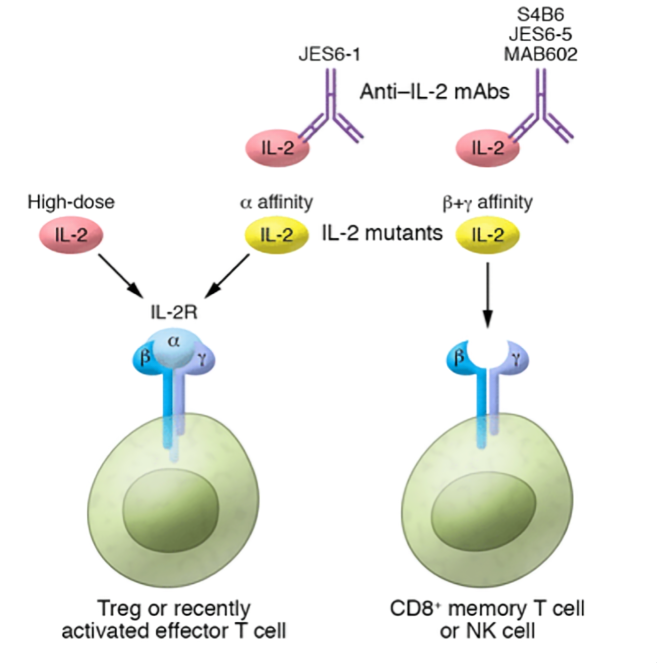 IL-2 signal transduction