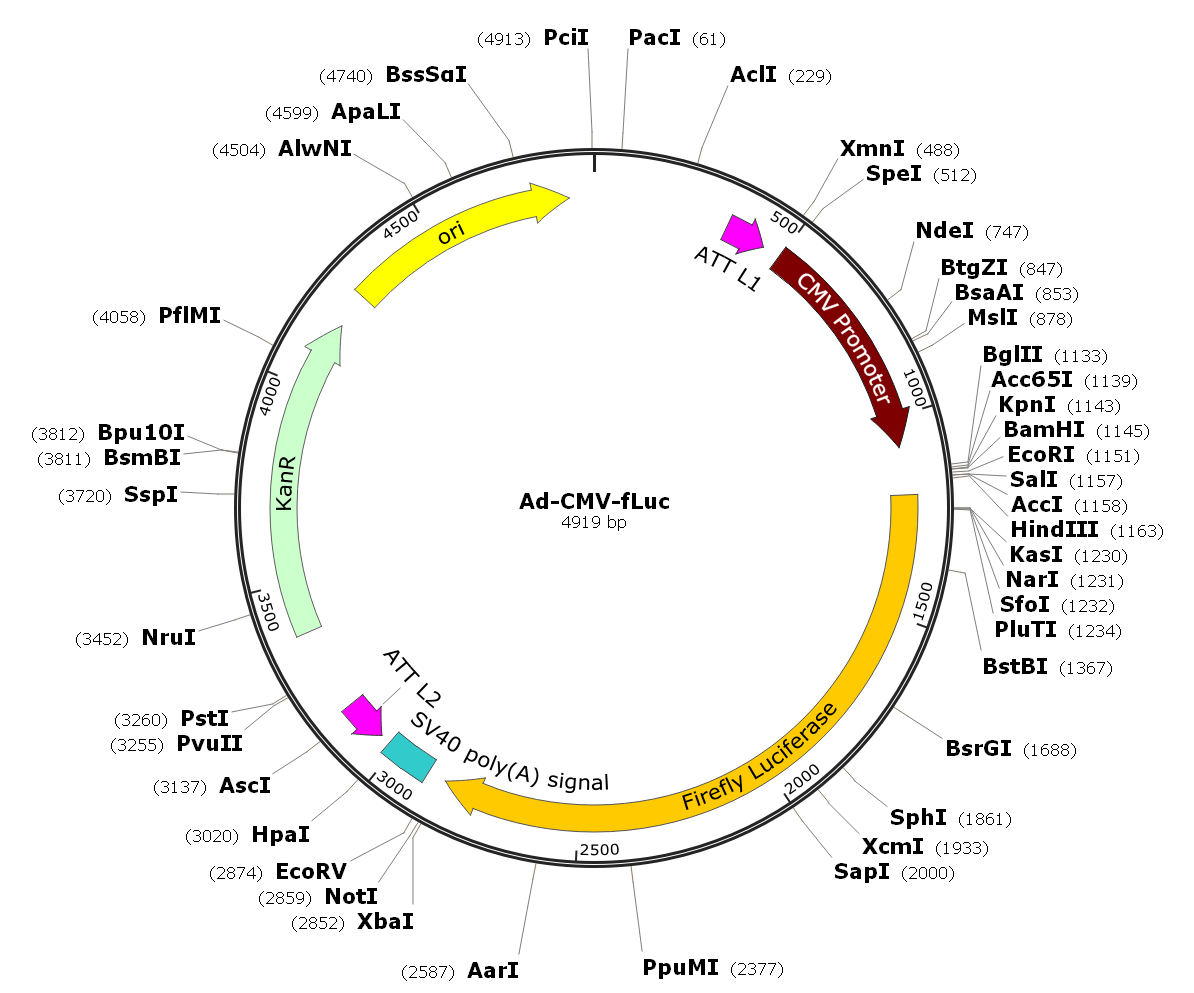 Adenovirus Luc