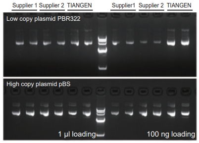 EndoFree Maxi Plasmid Kit V2