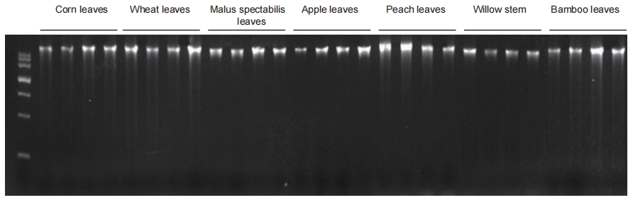 Genomic DNA Extraction Kits