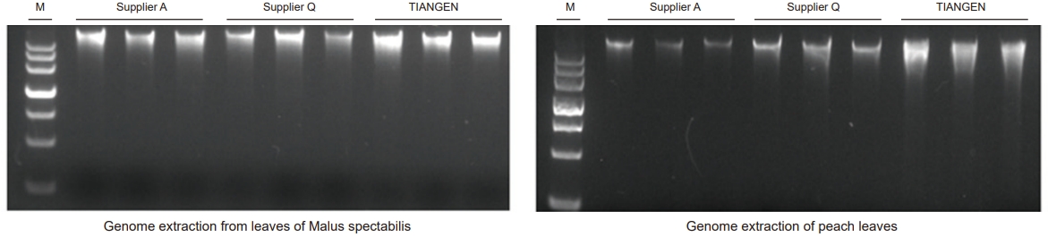 Plant Genomic DNA Extraction Kit