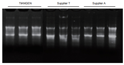 Tissue RNA Extraction Kit