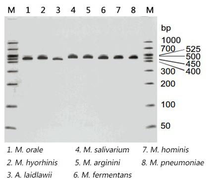 mycoplasma PCR detection kit