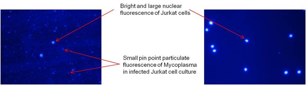 mycoplasma stain kit