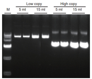 TIANprep Mini Plus Plasmid Kit