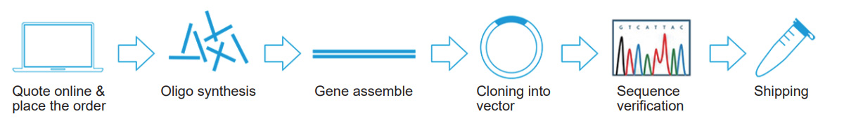 gene synthesis